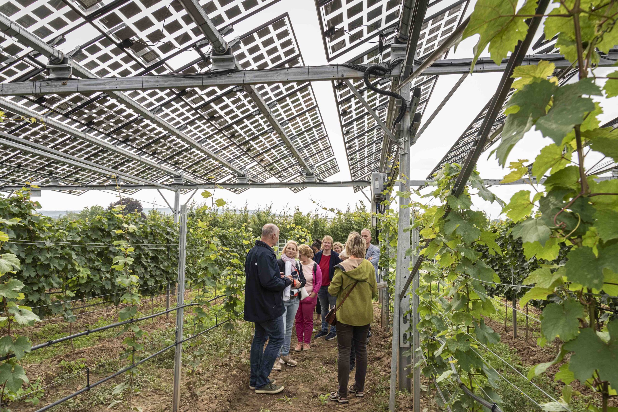 Rückblick: Weinanbau und Agri-Photovoltaik – Ist das vereinbar?